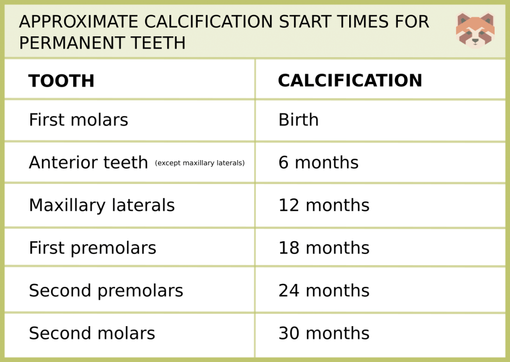 APPROXIMATE CALCIFICATION START TIMES FOR PERMANENT TEETH 2 1024x728 1