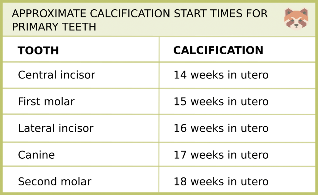 APPROXIMATE CALCIFICATION START TIMES FOR PRIMARY TEETH 2 1024x628 1