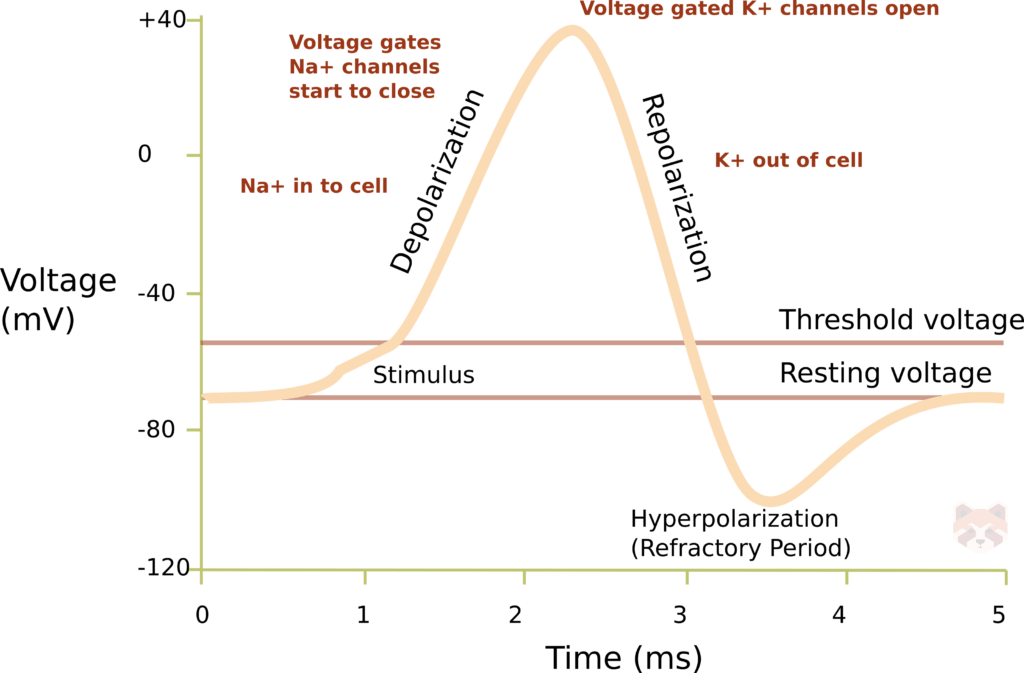 Action potential graphic 1024x673 1