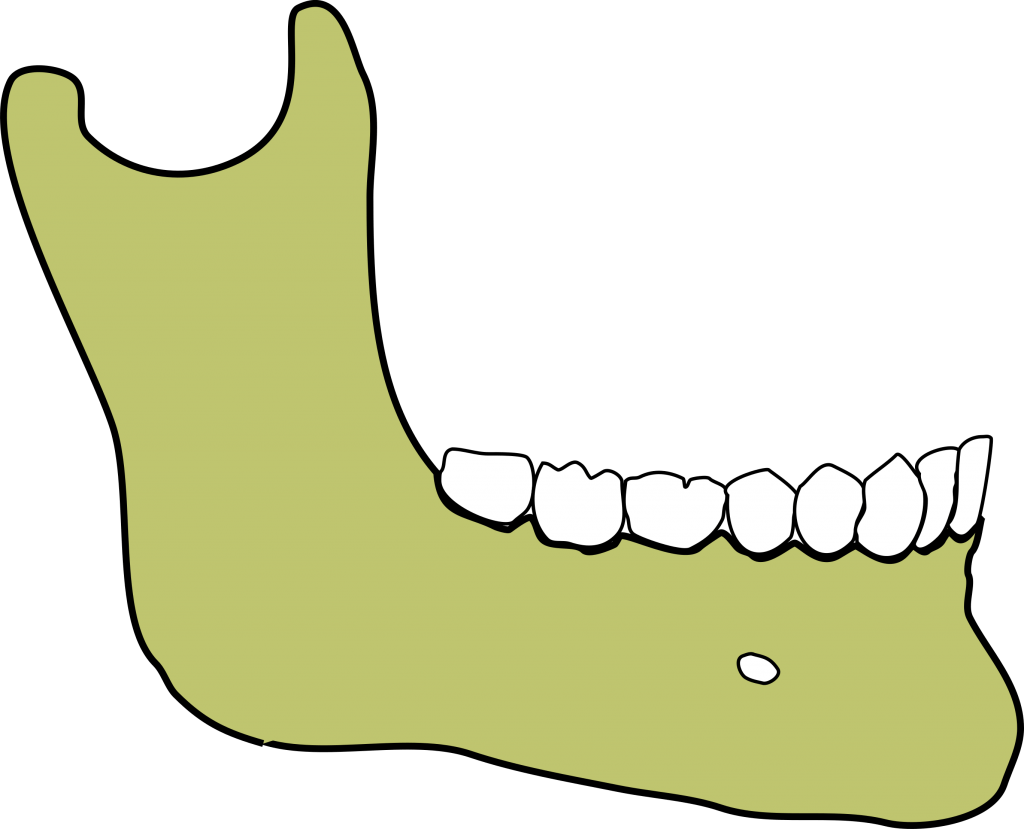 Adult mandible 1024x829 1