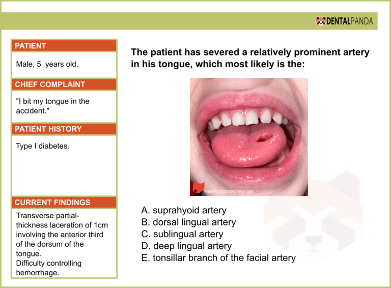 Anatomy - Circulatory system 2
