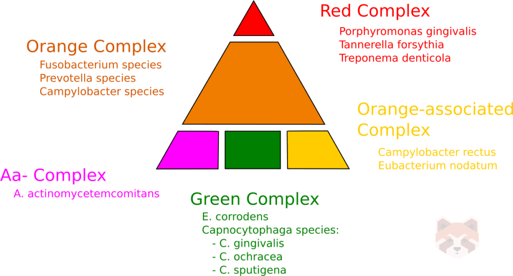 Bacterial complexes 1024x551 1
