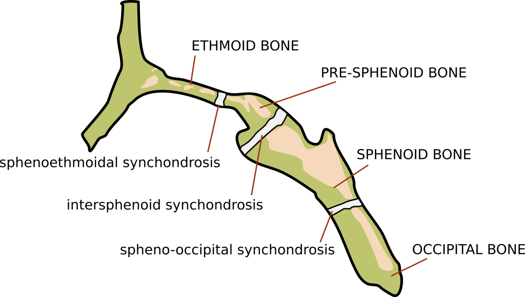 Base of skull synchondrosis 1024x580 1