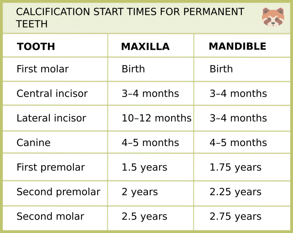 CALCIFICATION START TIMES FOR PERMANENT TEETH 1 1024x814 1