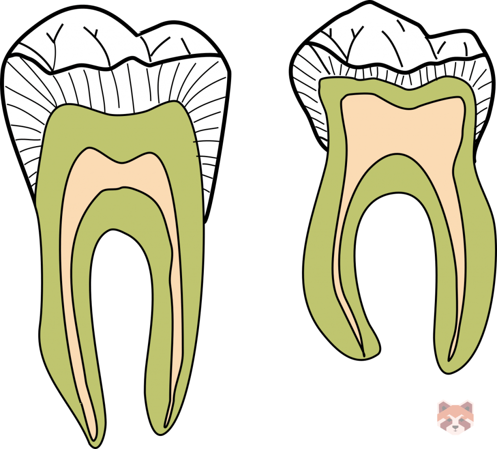 Crown cross section 1024x925 1
