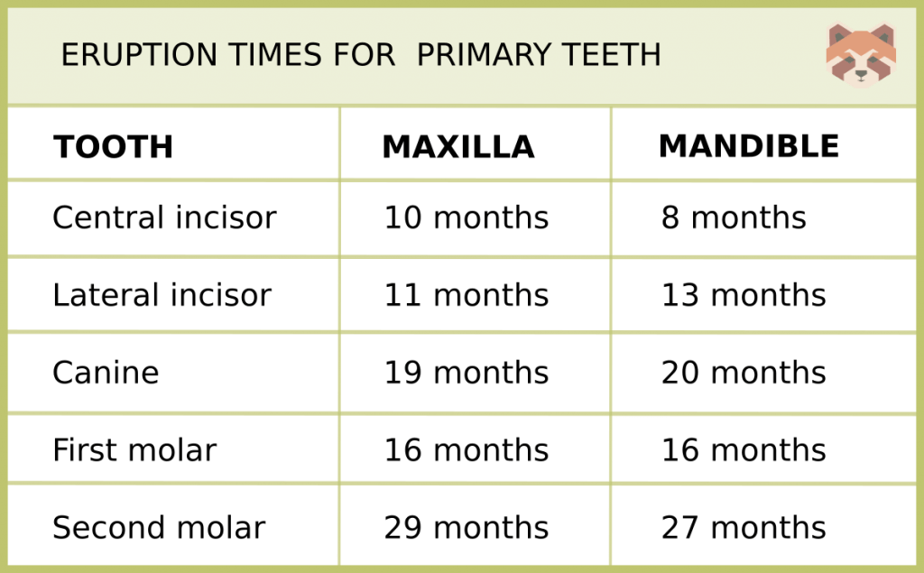 ERUPTION TIMES FOR PRIMARY TEETH 3 1024x635 1