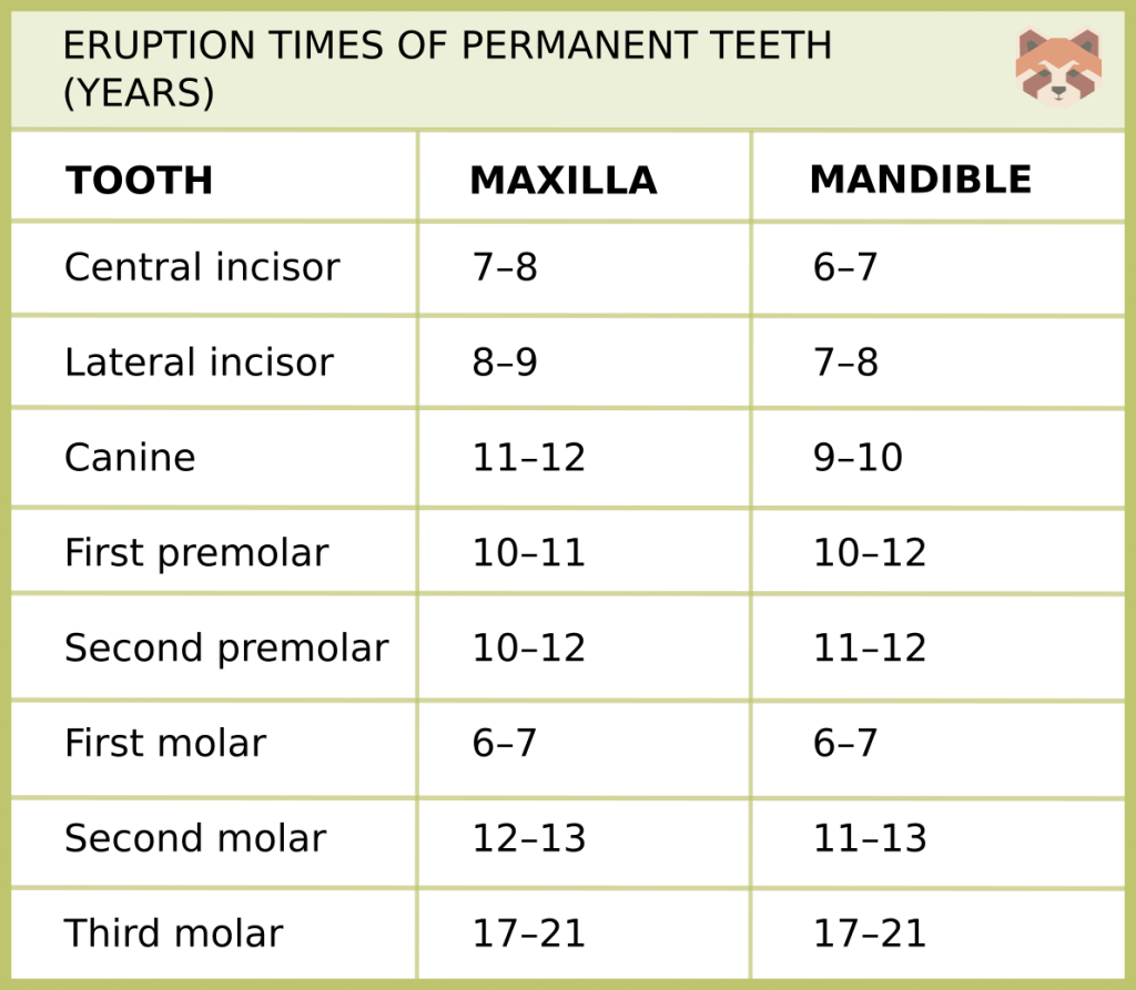 ERUPTION TIMES OF PERMANENT TEETH 2 1024x893 1