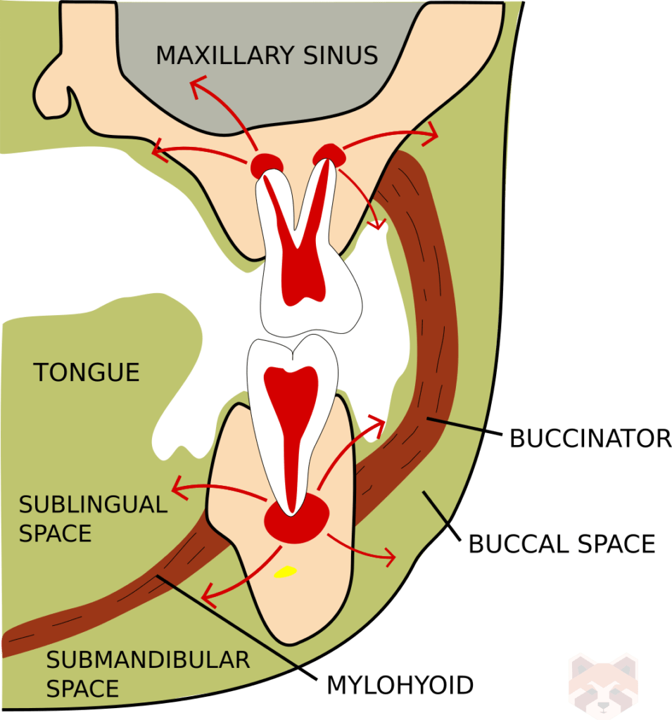 Fascial spaces 1 955x1024 1