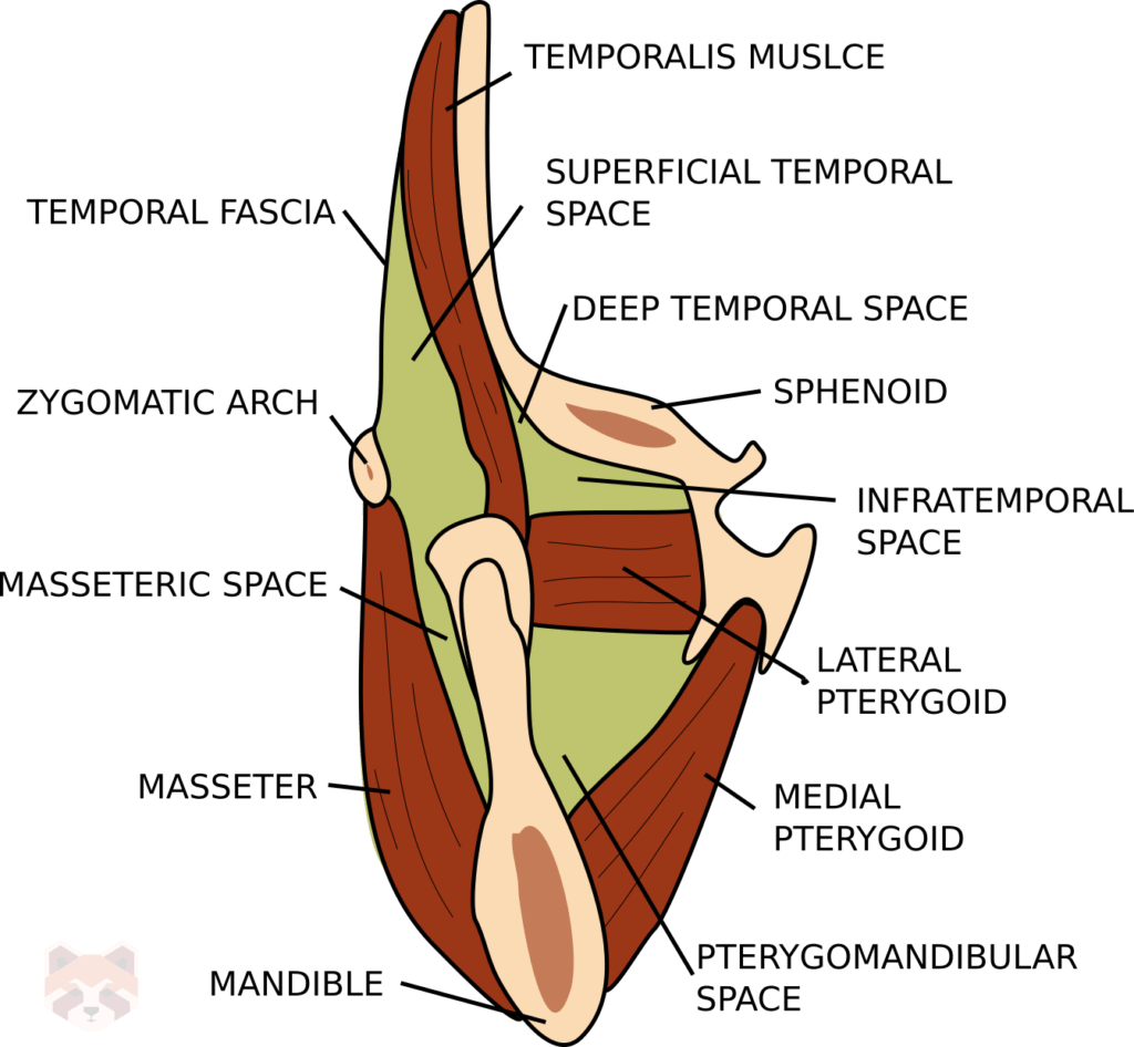 Fascial spaces 2 1024x946 1