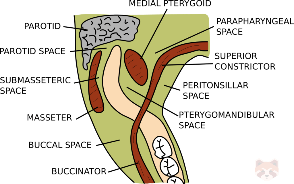 Fascial spaces 3 1024x640 1
