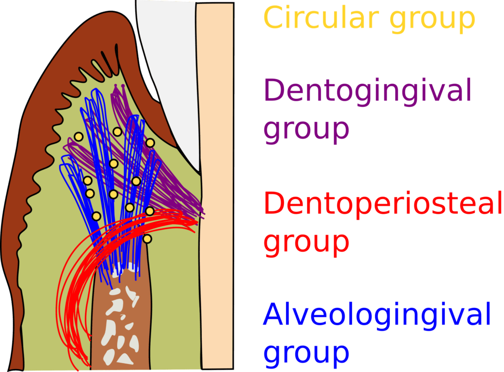 Gingival fibers 1024x755 1