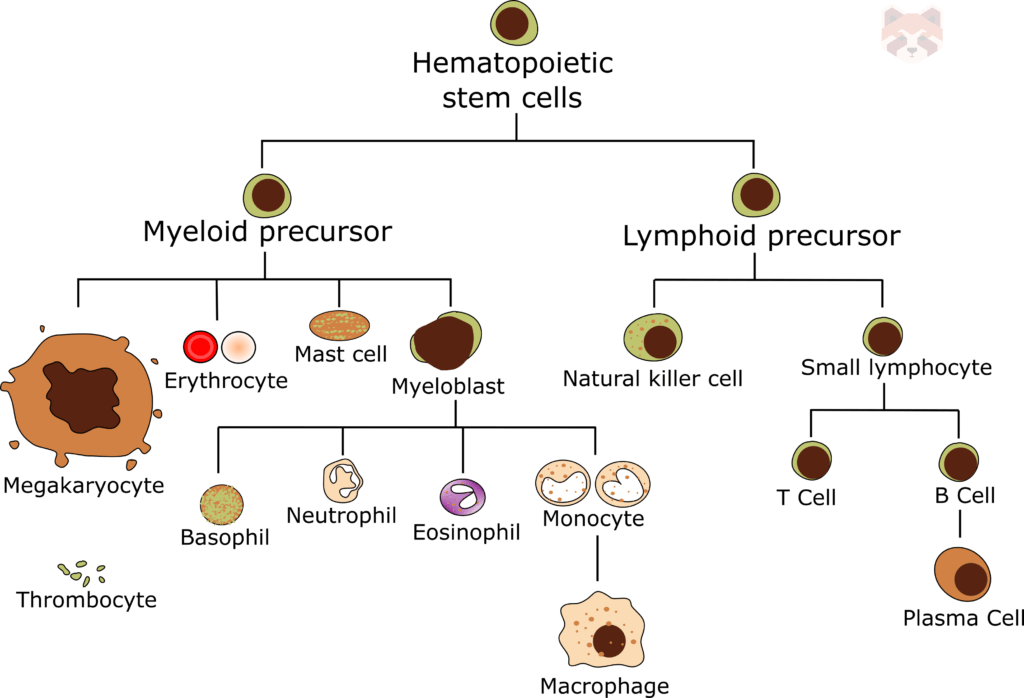 Hematopoietic stem cells 1024x698 1