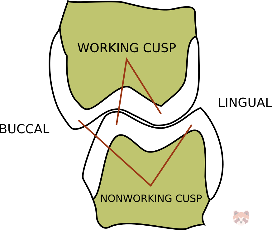 INTERCUSPAL RELATIONSHIP