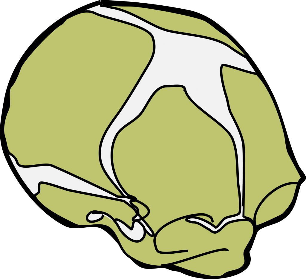 Infant skull 1024x935 1