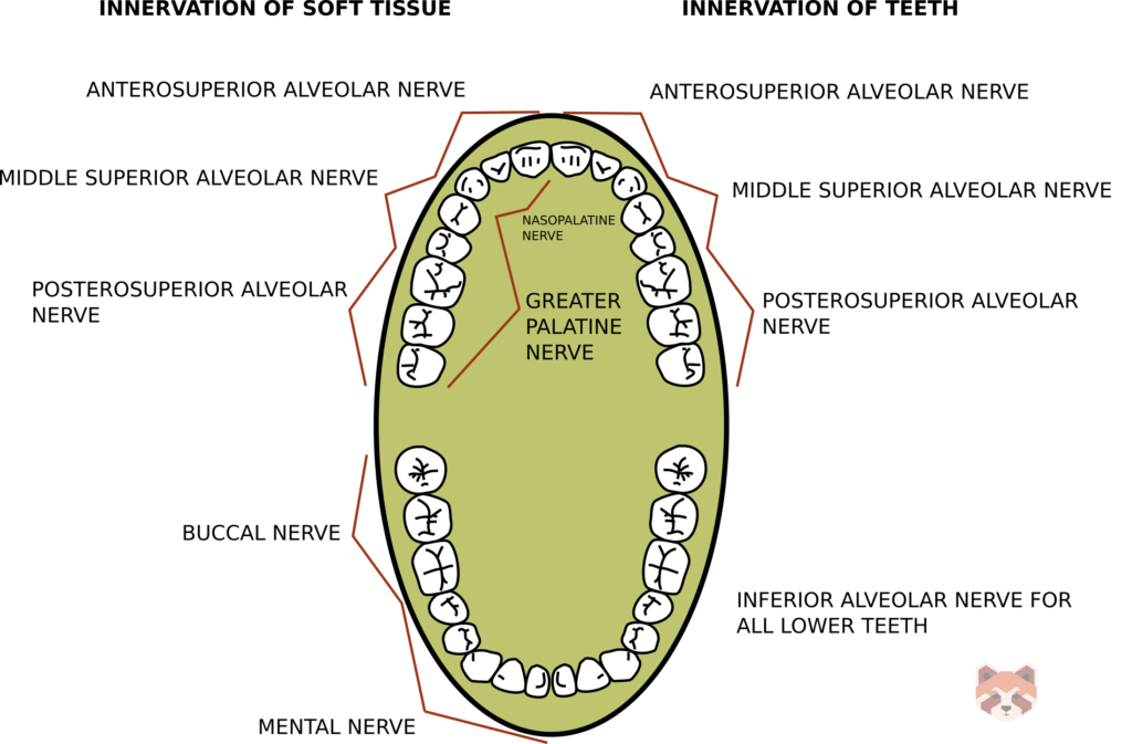 Nerve supply to the teeth and soft tissues 1 1024x673 1