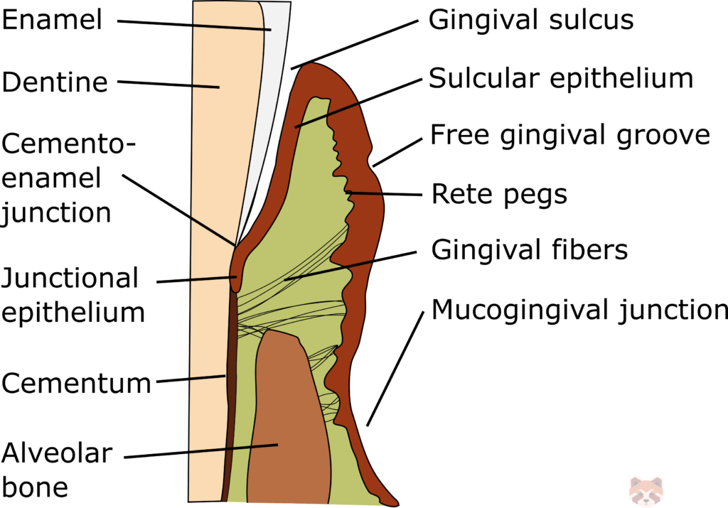 Oral sulcular junctional epithelium 4 1024x715 1