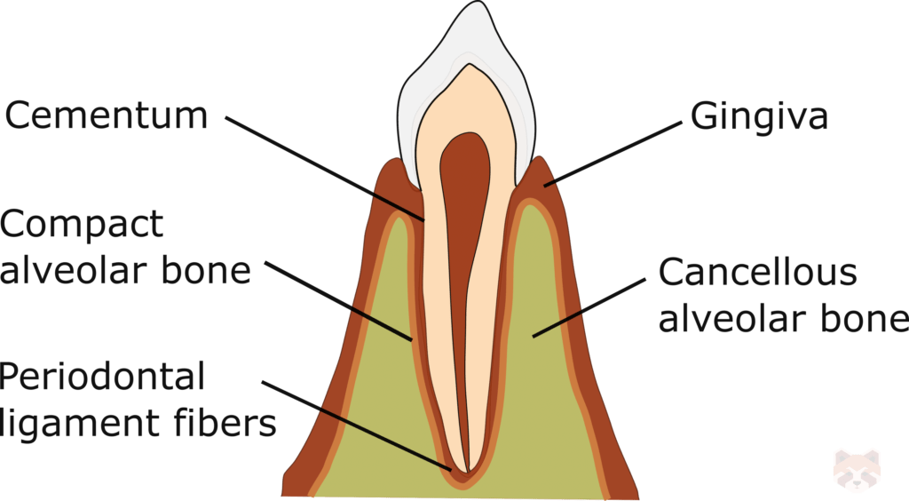 Periodontium in health 1 1024x564 1