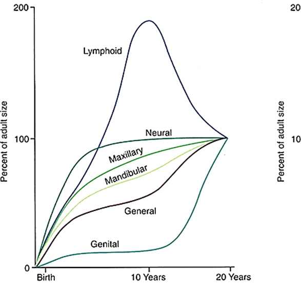 Scammons growth curve