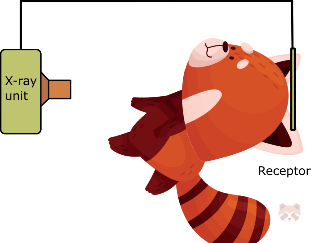 Submentovertex 1 1024x787 1